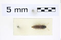 Foto (Dorsalansicht) von Glyphonyx intermedius (Fleutiaux, 1941) (NHMW-ZOO-COL-0008430)
